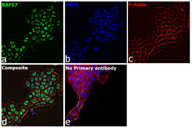 BAF57 Antibody in Immunocytochemistry (ICC/IF)