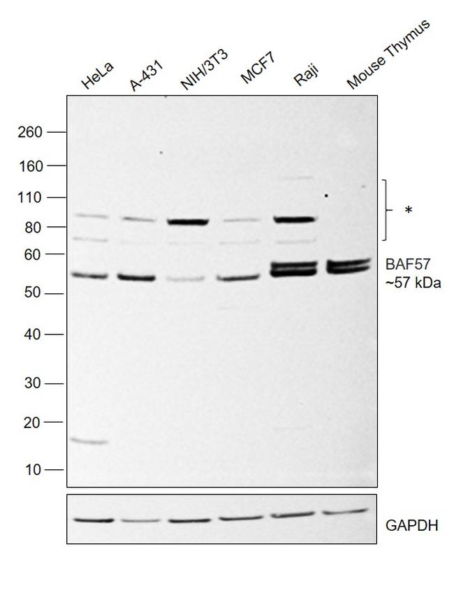 BAF57 Antibody in Western Blot (WB)