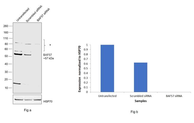 BAF57 Antibody in Western Blot (WB)