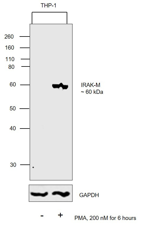 IRAK-M Antibody