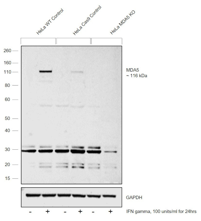 MDA5 Antibody