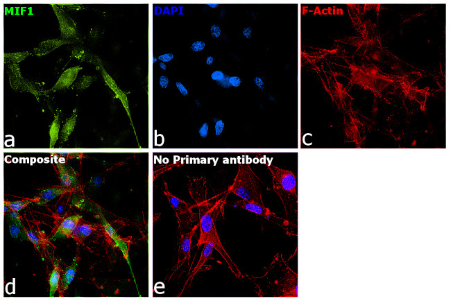 MIF Antibody in Immunocytochemistry (ICC/IF)