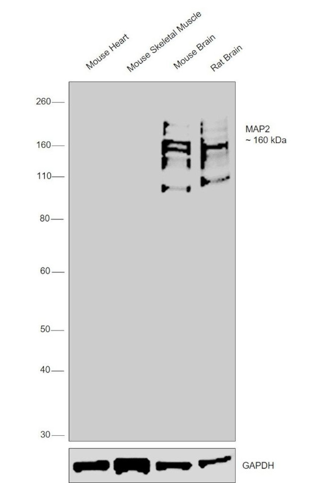 MAP2 Antibody