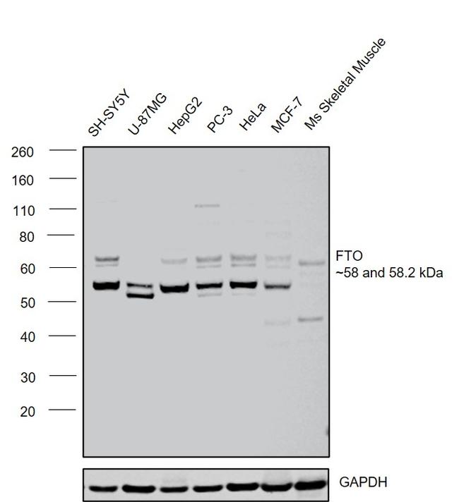 FTO Antibody in Western Blot (WB)