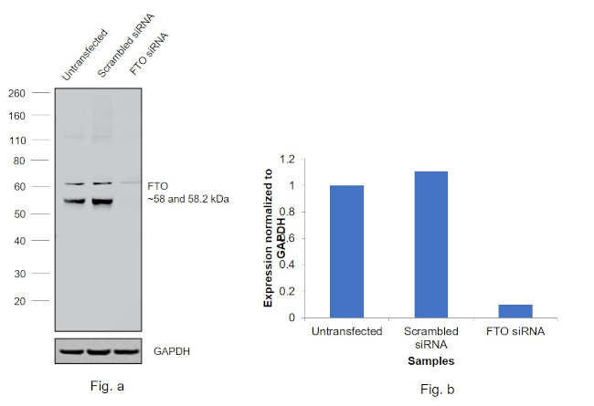 FTO Antibody