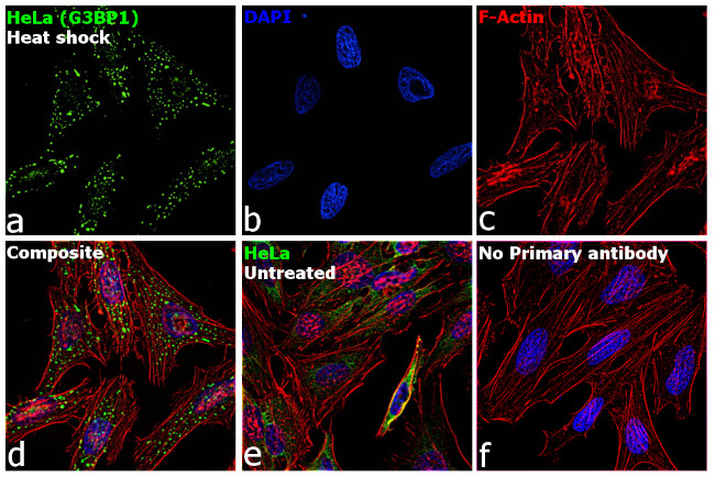 G3BP1 Antibody in Immunocytochemistry (ICC/IF)