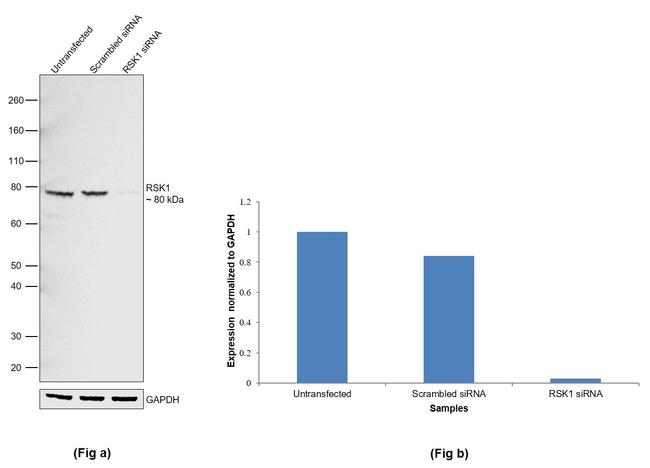 RSK1 Antibody in Western Blot (WB)