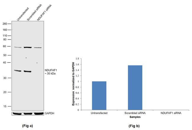 NDUFAF1 Antibody in Western Blot (WB)