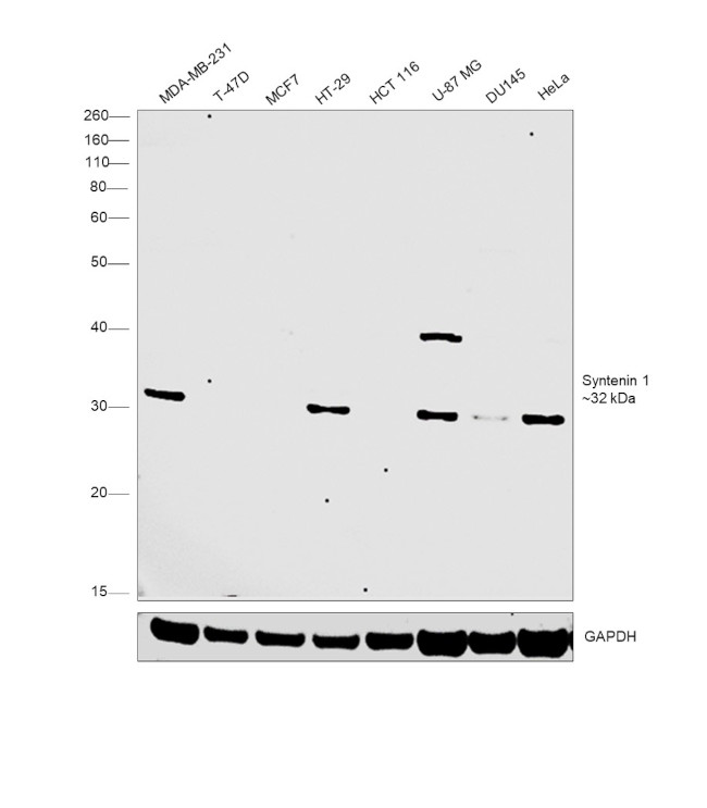 Syntenin 1 Antibody