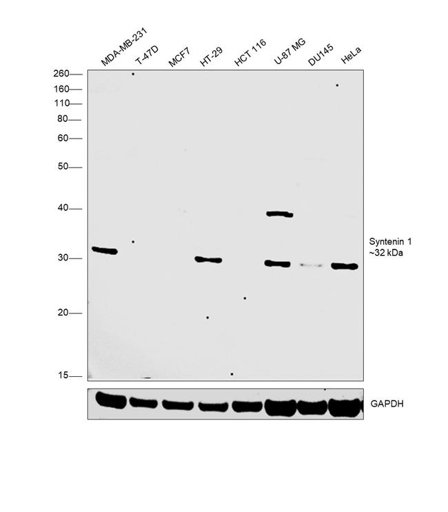 Syntenin 1 Antibody in Western Blot (WB)