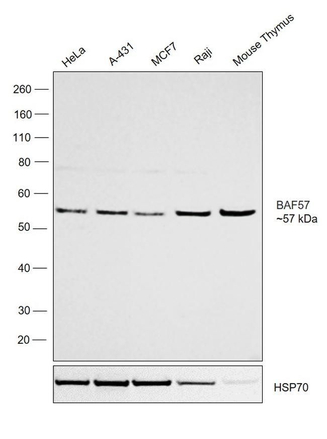 BAF57 Antibody in Western Blot (WB)