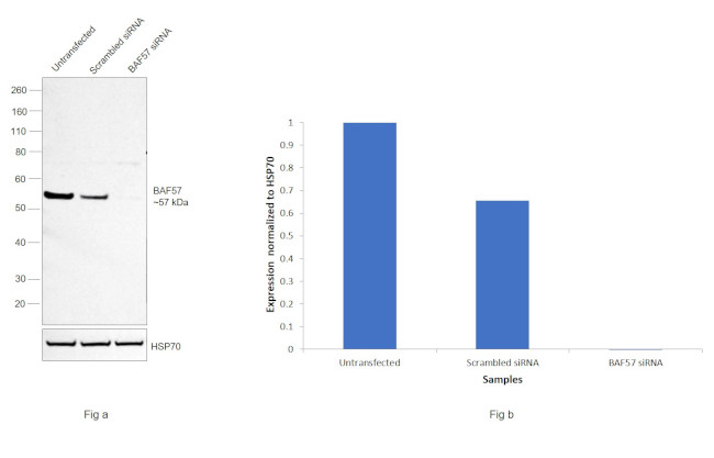 BAF57 Antibody