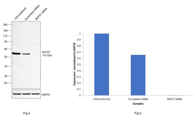 BAF57 Antibody in Western Blot (WB)