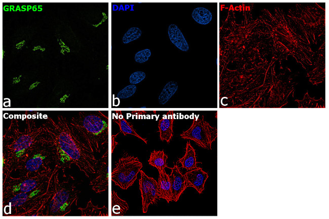 GRASP65 Antibody in Immunocytochemistry (ICC/IF)