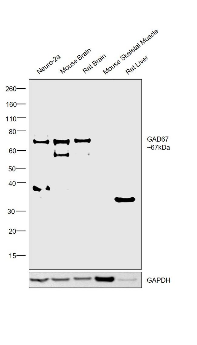 GAD67 Antibody in Western Blot (WB)