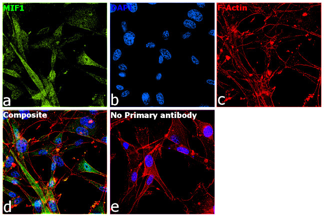 MIF Antibody in Immunocytochemistry (ICC/IF)