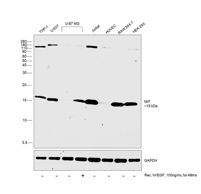 MIF Antibody in Western Blot (WB)