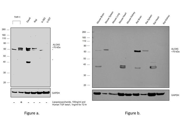 ALOX5 Antibody in Western Blot (WB)