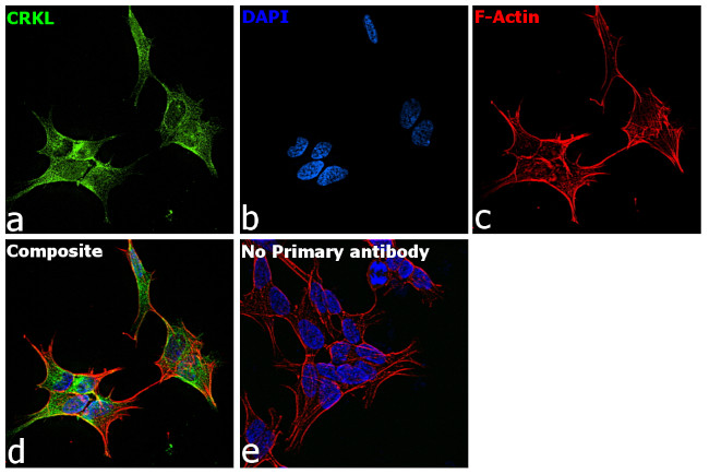 CrkL Antibody in Immunocytochemistry (ICC/IF)