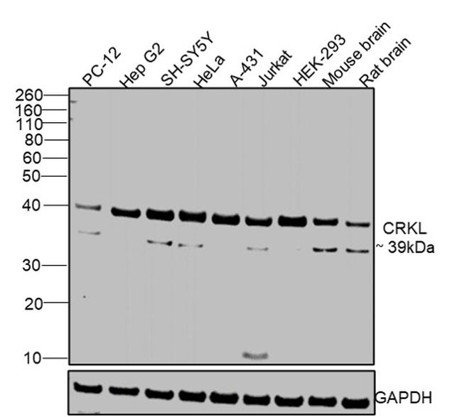 CrkL Antibody in Western Blot (WB)