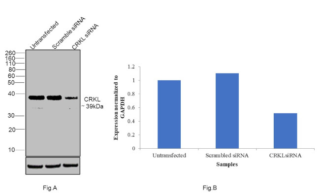 CrkL Antibody