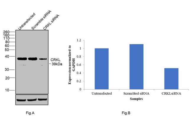 CrkL Antibody in Western Blot (WB)