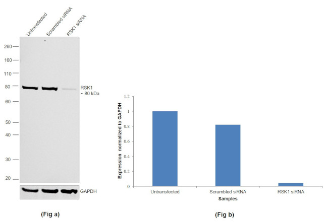 RSK1 Antibody