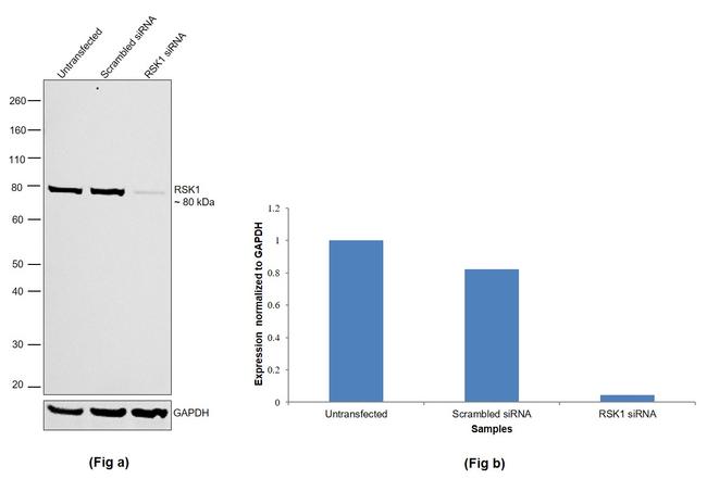 RSK1 Antibody in Western Blot (WB)