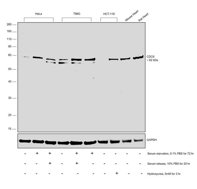 Cdc6 Antibody in Western Blot (WB)