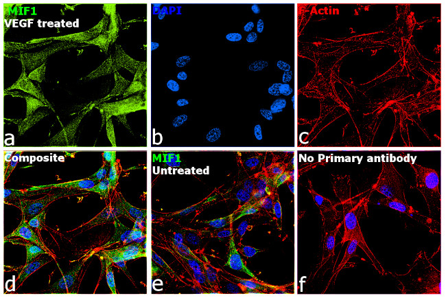 MIF Antibody in Immunocytochemistry (ICC/IF)