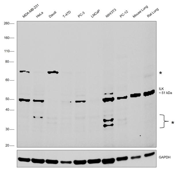 ILK Antibody in Western Blot (WB)