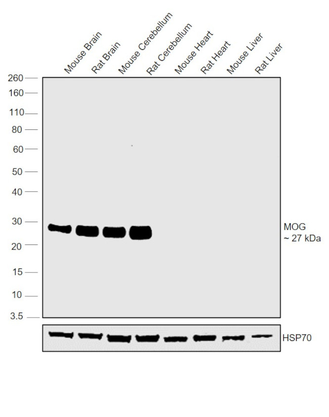 MOG Antibody