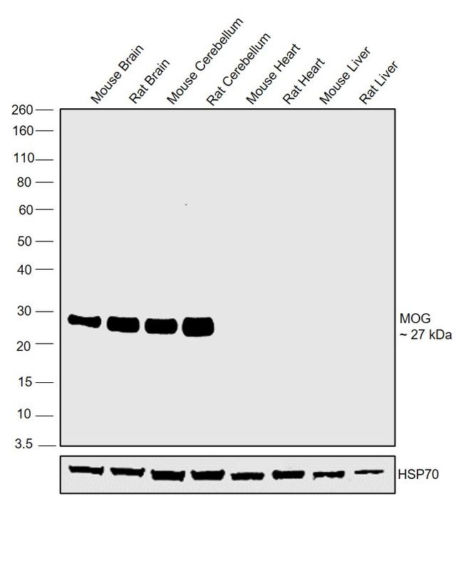 MOG Antibody in Western Blot (WB)