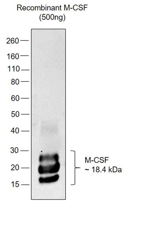 M-CSF Antibody in Western Blot (WB)