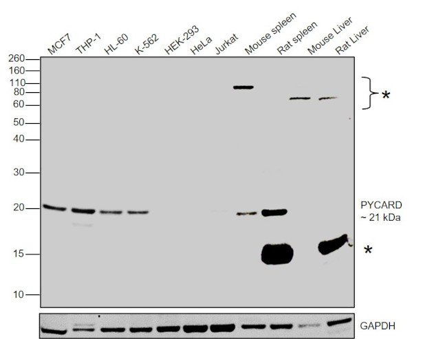 PYCARD Antibody