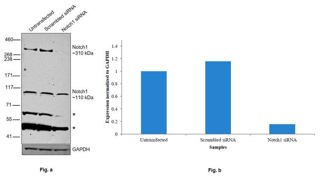 NOTCH1 Antibody in Western Blot (WB)