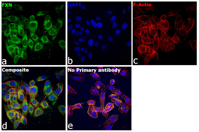 FXN Antibody in Immunocytochemistry (ICC/IF)