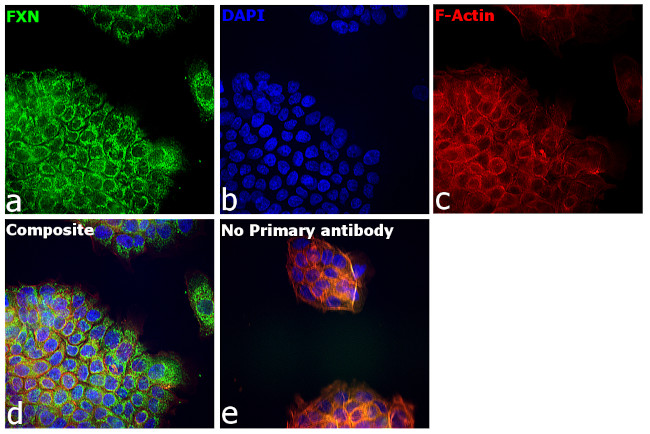 FXN Antibody in Immunocytochemistry (ICC/IF)