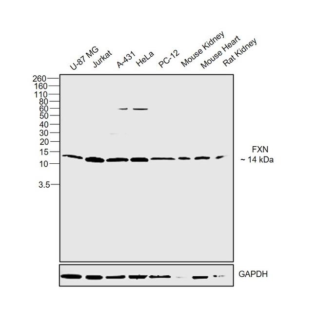 FXN Antibody in Western Blot (WB)