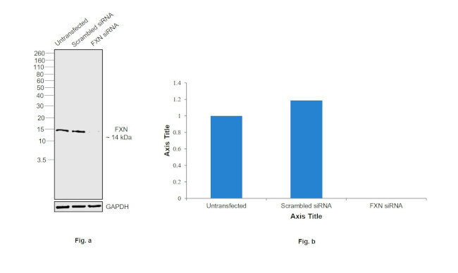 FXN Antibody