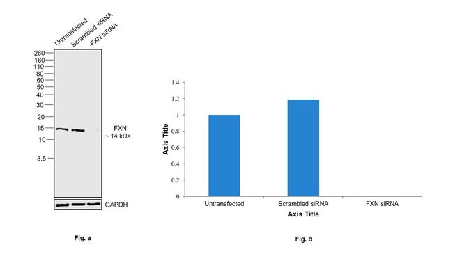 FXN Antibody in Western Blot (WB)