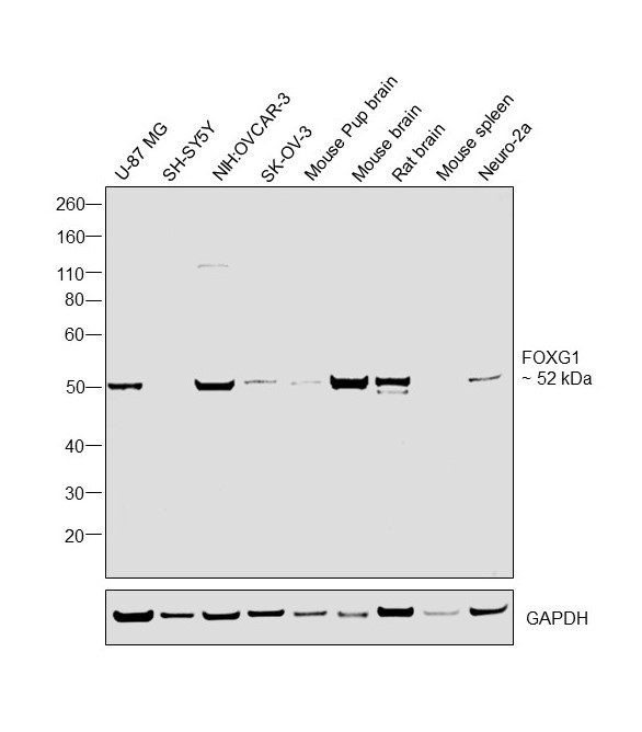 FOXG1 Antibody