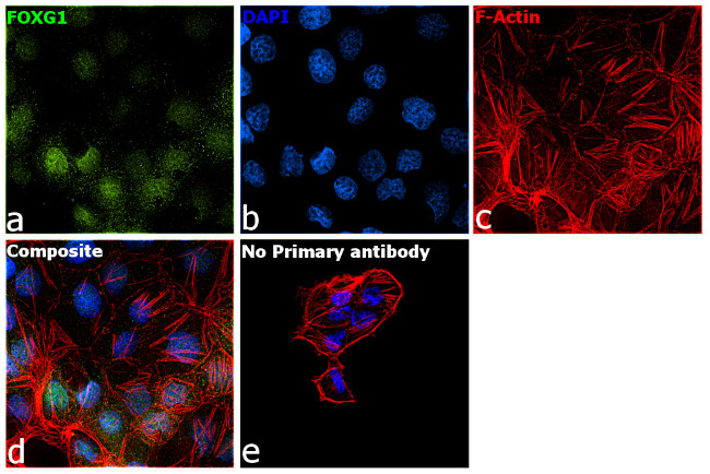 FOXG1 Antibody in Immunocytochemistry (ICC/IF)