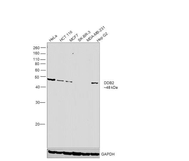 DDB2 Antibody