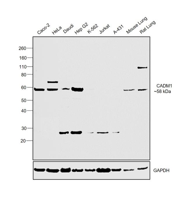 CADM1 Antibody in Western Blot (WB)