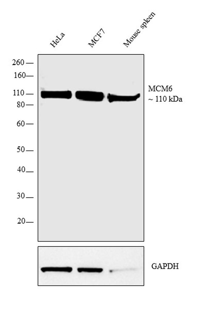 MCM6 Antibody in Western Blot (WB)