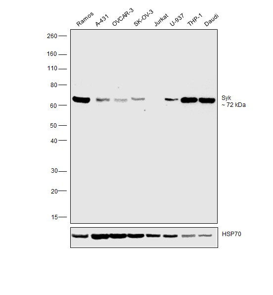 Syk Antibody