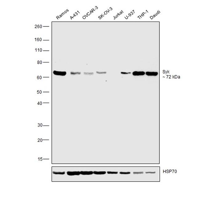 Syk Antibody in Western Blot (WB)