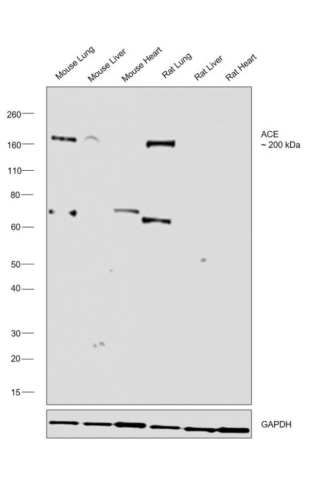 ACE Antibody in Western Blot (WB)