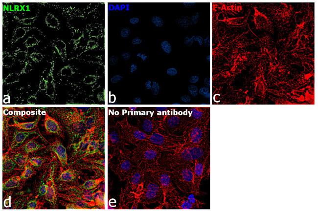 NLRX1 Antibody in Immunocytochemistry (ICC/IF)